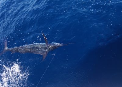 Captain Jeff Hackstaff Fishing 21