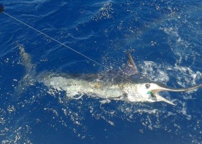 Captain Jeff Hackstaff Fishing 30