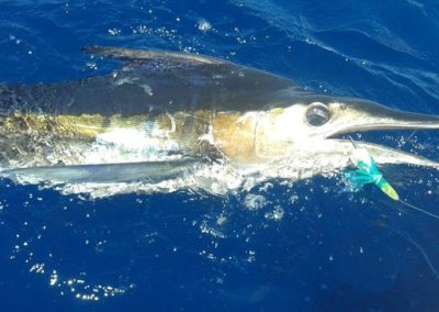 Captain Jeff Hackstaff Fishing 29