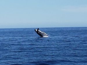 Whale Breeching